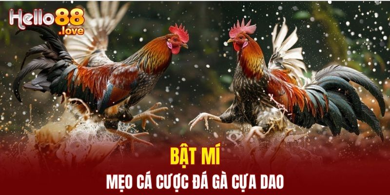 Đá Gà Cựa Dao - Bùng Nổ Cảm Xúc Với Màn So Tài Quyết Liệt 3 Bật mí mẹo cá cược đá gà giúp nâng cao tỷ lệ thắng