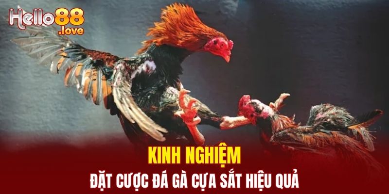 Đá Gà Cựa Sắt - Đặt Cược Mỗi Ngày, Nhận Thưởng Hấp Dẫn 3 Chia sẻ kinh nghiệm đặt cược đá gà hiệu quả cho người mới