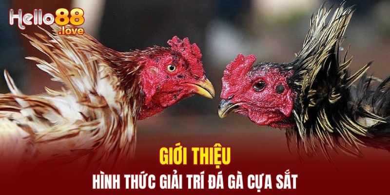 Đá Gà Cựa Sắt - Đặt Cược Mỗi Ngày, Nhận Thưởng Hấp Dẫn 1 Tìm hiểu về hình thức giải trí đá gà cựa sắt