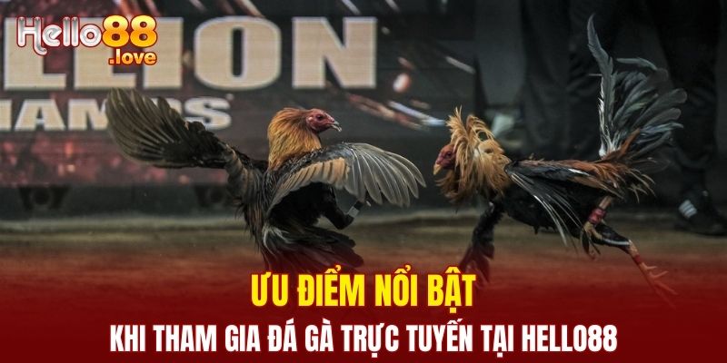 Đá Gà Cựa Sắt - Đặt Cược Mỗi Ngày, Nhận Thưởng Hấp Dẫn 2 Ưu điểm nổi bật khi tham gia đá gà trực tuyến tại nhà cái